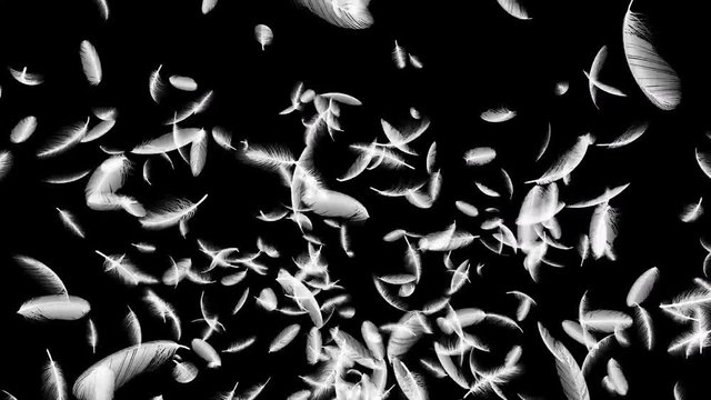 Feather fluffy falling in the wind background