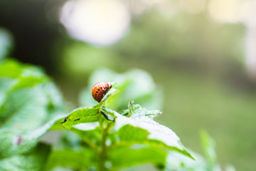 The larvae of Colorado beetle on potato leaves. Garden pest