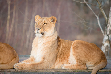 female lion portrait