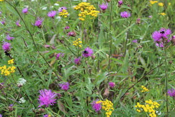 purple flowers in the garden