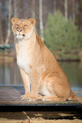 portrait of a female lion