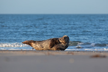 grey seal, halichoerus grypus, Helgoland, Dune island