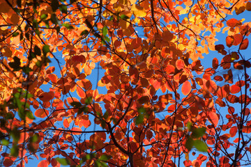 autumn natural background with red leaves