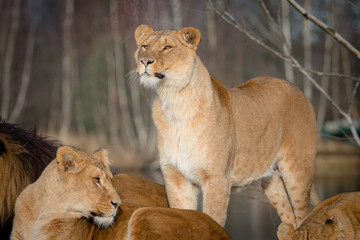 Lionness watching alert