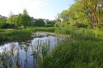 scenic lake in the summer park.