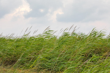 reeds in the wind