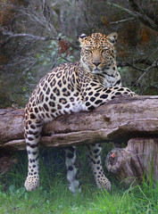 Fototapeta na wymiar leopard, South Africa.