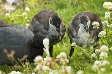 Coot with chicks