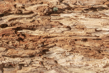 The texture of an old dried log broken across