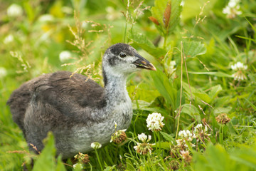 Coot nestling in the grass
