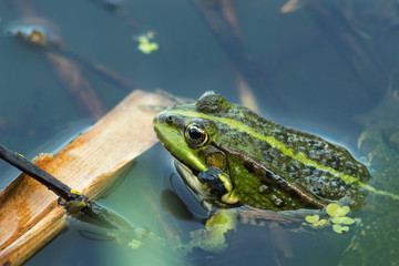 Frog sitting in the water