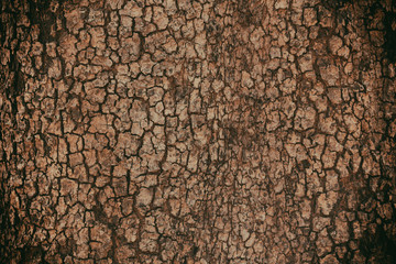 Naklejka premium brown bark. may used as background.