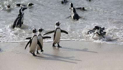 funny penguins on a beach in south africa.