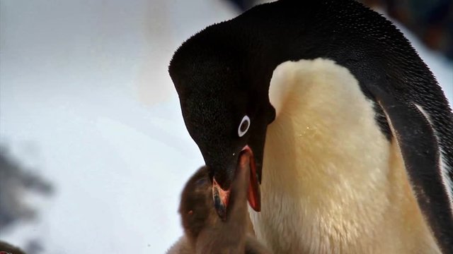 Adelie Penguin feeding chick Adelie penguin colony, parent feeding chick close up, Antarctic Peninsula