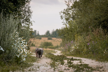 pigs run on the road