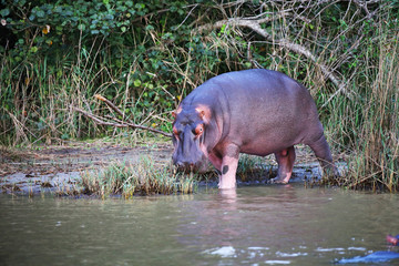 wild hippo near St.Lucia, South Africa. one of the biggest hippo colonies in the world.