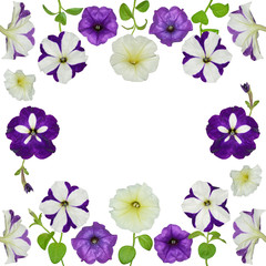 Purple and white petunia flower frame border for your invitation and thank you card, birthday and...