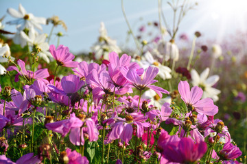Sommer Blumen Wiese - Grußkarte Blumenwiese