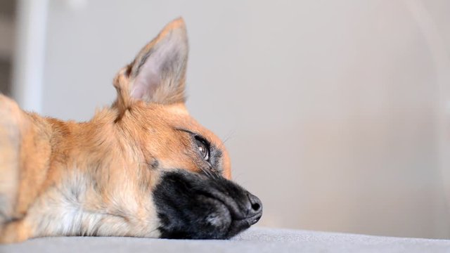 Adorable chihuahua marr&oacute;n descansando en un sofa