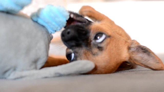 Adorable chihuahua marr&oacute;n jugando con su peluche tirado en un sofa