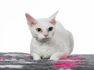 Devon Rex cat portrait. Image taken in a studio with white background. Isolated on white, copy space