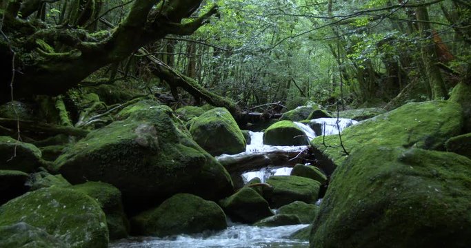 View of stream in forest, Yakushima, Kagoshima Prefecture, Japan