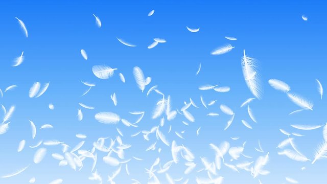 Feather fluffy falling in the wind background