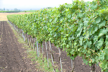 Fototapeta na wymiar Grape vines in the national park Neusiedler See in the Illmitz Burgenland