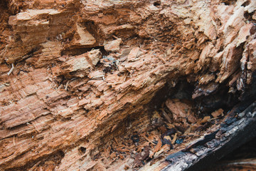 tree earth texture abstraction background wood log stump