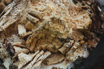 tree earth texture abstraction background wood log stump