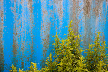 Plants growing up beside rough blue metallic wall, stained and aged after been through extremely weather condition.