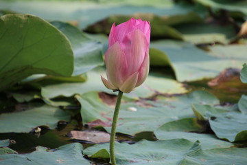 Fototapeta premium lotus in pond