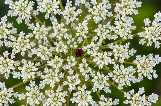 Daucus carota. Flores blancas de zanahoria silvestre, acenoria.