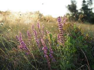 beautiful summer meadow in the sunset, in the foreground sage or Ivan-tea