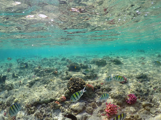 Wonderful and beautiful underwater world with corals and tropical fish.