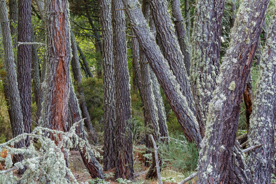 Bosque de Pino Resinero, Negral. Pinus pinaster. Tabuyo del Monte, León, España.