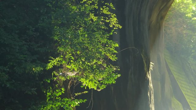 View of tree, Nomizo Falls, Kimitsu, Chiba Prefecture, Japan