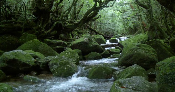 View of stream in forest, Yakushima, Kagoshima Prefecture, Japan