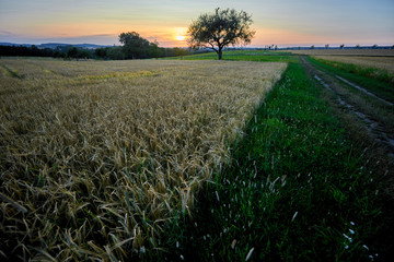 Sommerliches Getreidefeld in der Abenddämmerung