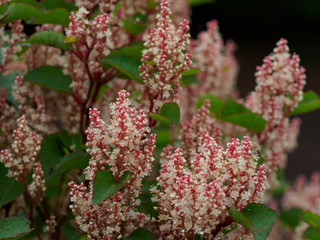 群生するイタドリ