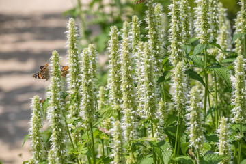 Agastache urticifolia 'Weiße Kerze'