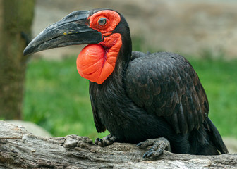 terrestrial calao hornbill bird © Andrea Izzotti