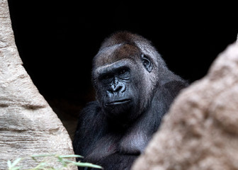 gorilla ape monkey close up portrait © Andrea Izzotti