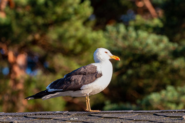seagull on post