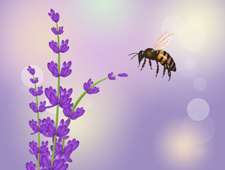 bee on lavender