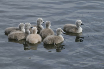 Seven Cygnets on the lake close up