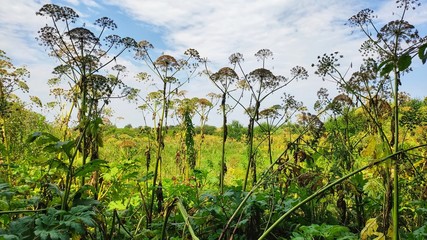 Thickets of dangerous toxic plant Giant Hogweed. Also known as Heracleum or Cow Parsnip. Forms burns and blisters on skin 