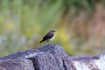 northern wheatear