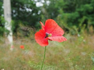 Fototapeta premium poppy. a herbaceous plant with showy flowers, milky sap, and rounded seed capsules. drugs such as morphine and codeine