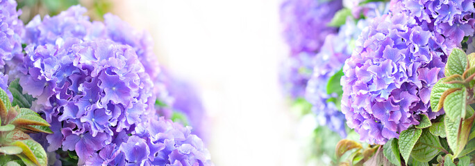 beautiful Hydrangea (Hydrangea macrophylla) close up. Gentle violet hydrangea flowers background. delicate blossom floral abstract backdrop. close up, soft selective focus